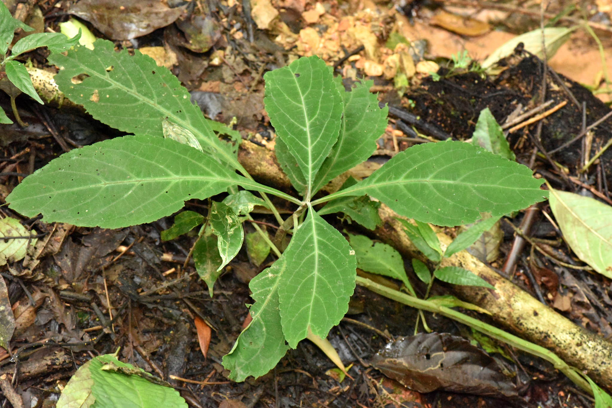 Salvia divinorum
